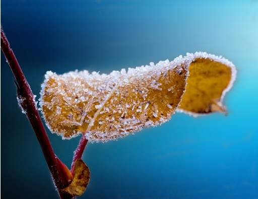 Frost on leaf